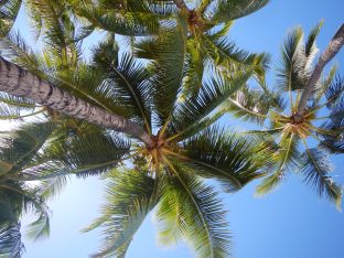 Les palmiers de Waikiki beach